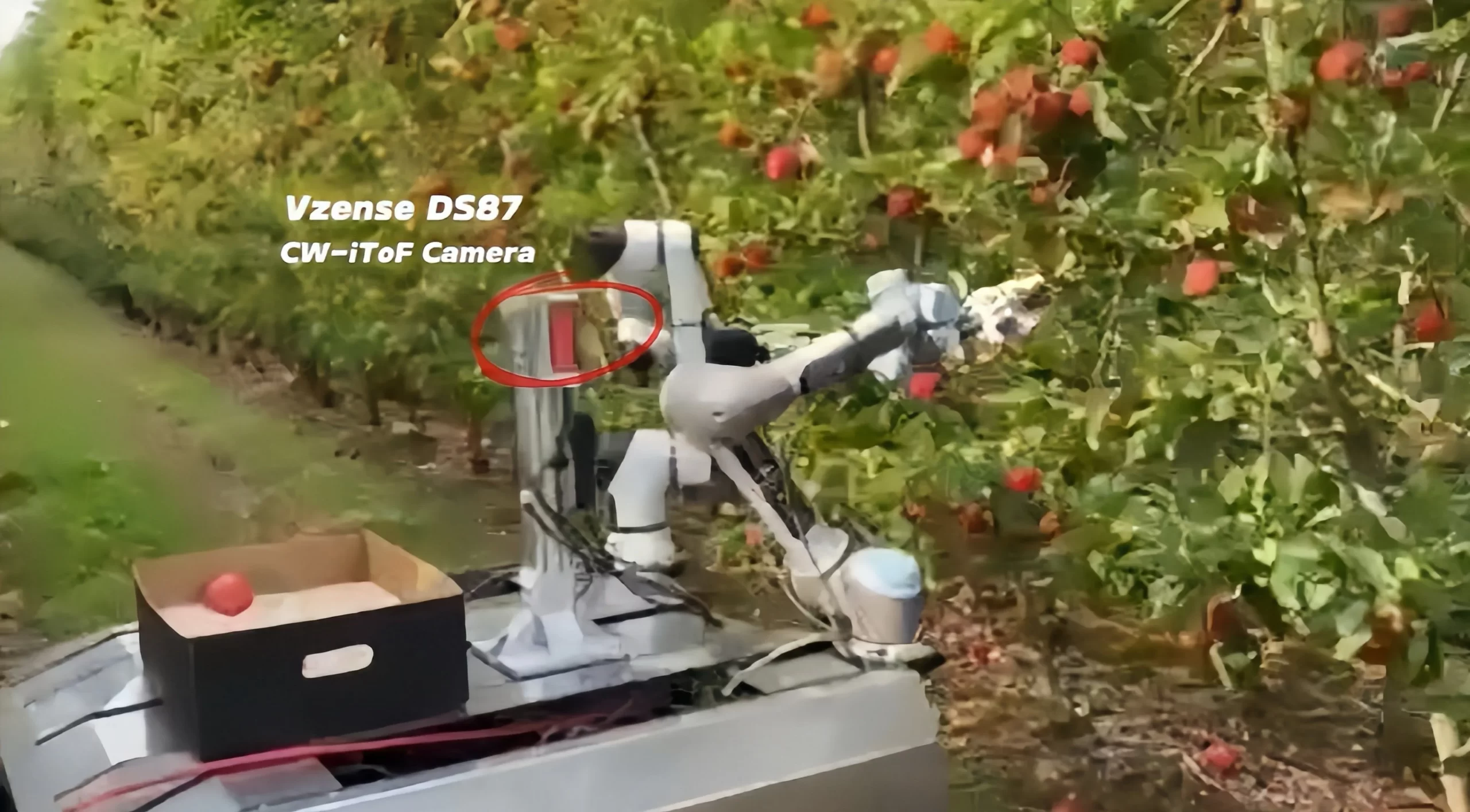 This is a picture of Vzense's DS 87 product in an apple orchard for assisted apple picking.