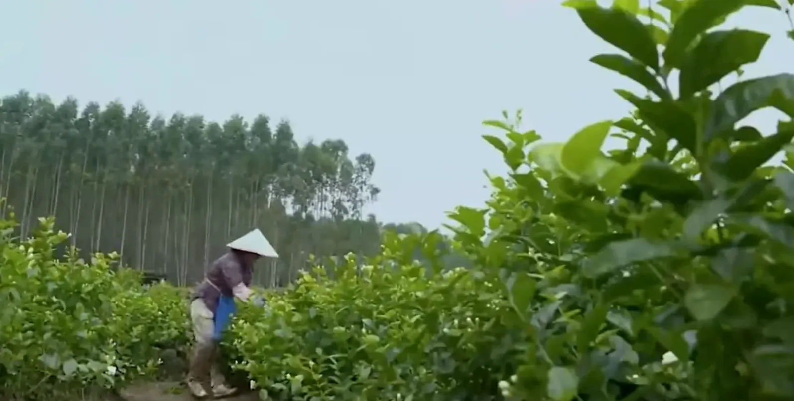 The jasmine blossom season peaks in August